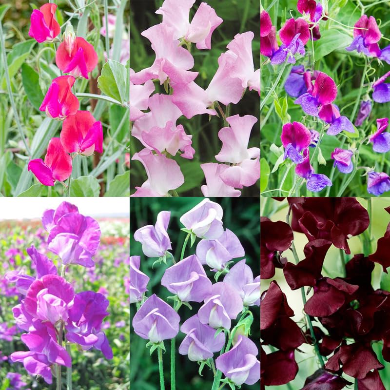 300+ Perennial Lathyrus Odoratus Flower Seeds for Planting Outdoors-Sweet Peas Vine Seed Annual Flower Seeds Fragrant Butterfly