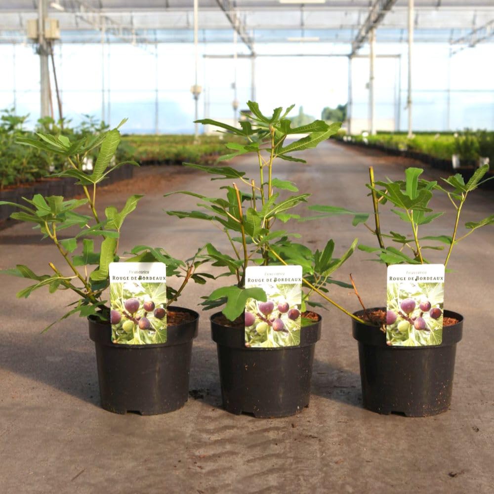 Ficus carica Rouge de Bordeaux Fig Tree | Traditional French Variety for Sweet, Jammy Red Figs | Self-Fertile & Easy to Grow | 3 Litre Pot | Thompson & Morgan