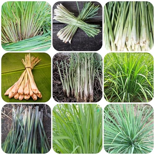 planta de limoncillo - semillas semillas de hierba limón plantas decorativas planta balcón plantas jardín macetas jardín interior para los amantes la jardinería verdes comprar 300pcs