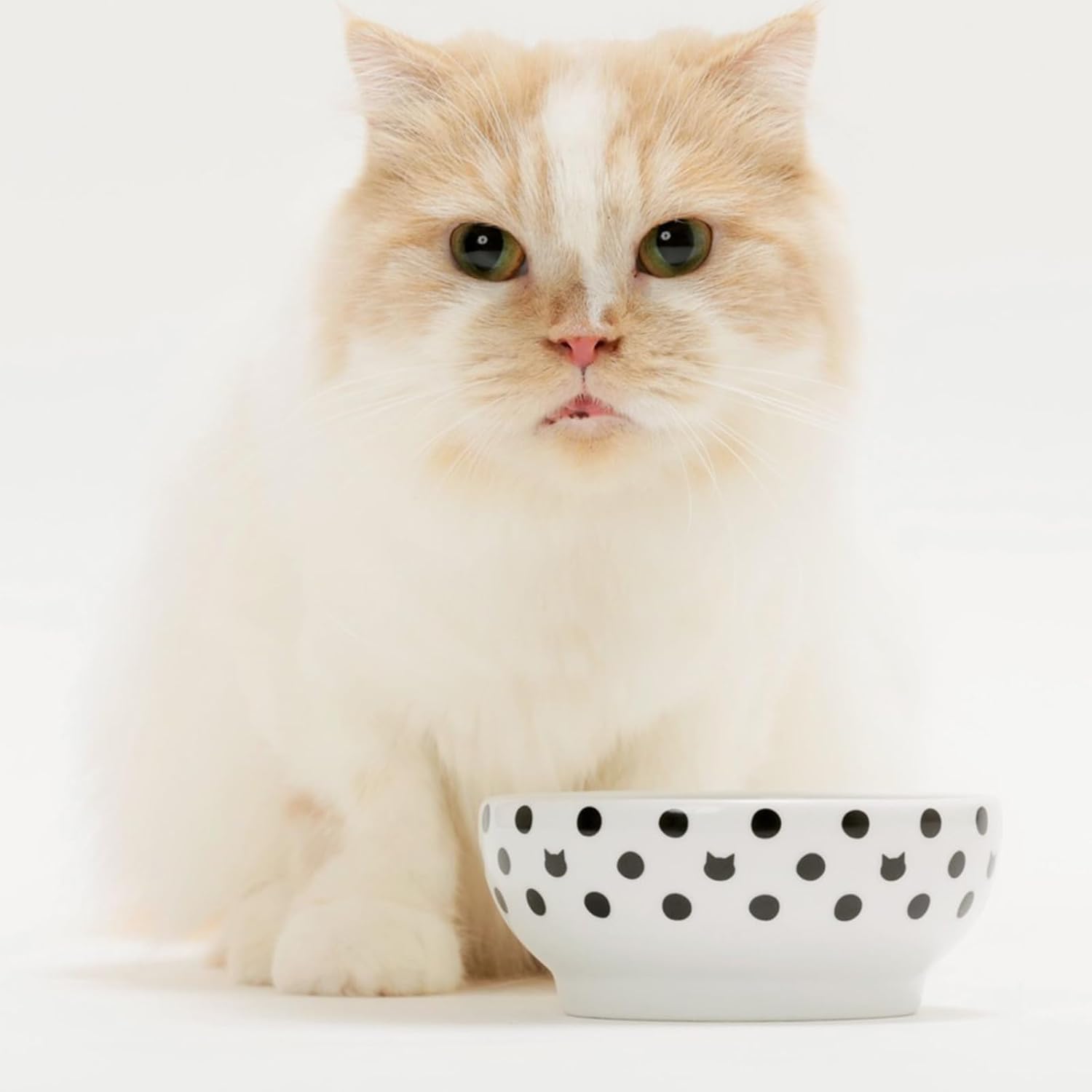 猫壱 necoichi Happy Dining Stemless Food Bowl for Cats, Polka Dot