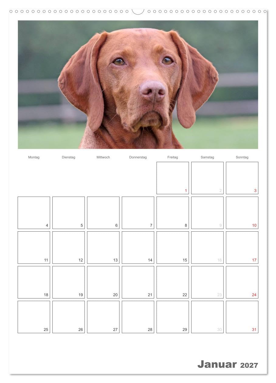CALVENDO - Magyar Vizsla (hochwertiger Premium Wandkalender 2027 DIN A2 hoch), Kunstdruck in Hochglanz: Familienplaner mit Fotos des Magyar Vizsla