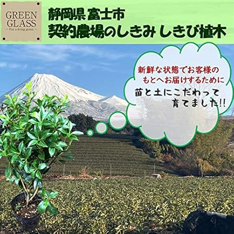 Amazon Co Jp Planting Shikimi 1 Shikimi Tree Height Approx 19 7 Inches 50 Cm Buddhist Altar Grave Visiting Grave Front Shankishi Obon Buddhist Altar Sympathy Shikimi Sharkbi Incense Flower 1 Piece Home Kitchen Amazon Co Jp Planting Shikimi 1 Shikimi Tree Height Approx 19 7 Inches 50 Cm Buddhist Altar Grave Visiting Grave Front Shankishi Obon Buddhist Altar Sympathy Shikimi Sharkbi Incense Flower 1 Piece Home Kitchen