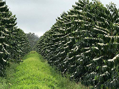 Hawaiian Queen Coffee 100% Kona en grano 8oz miniatura 5