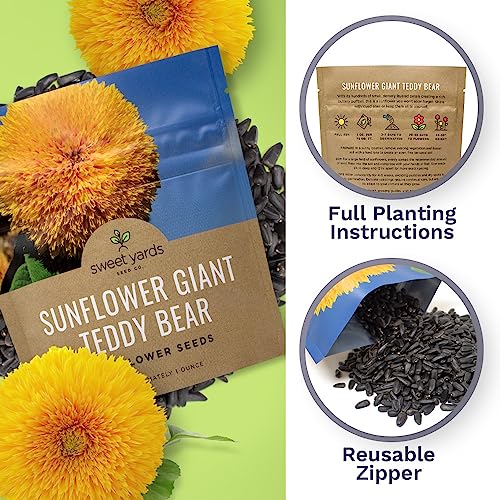 Sweet Yards Seed Co. Giant Teddy Bear Sunflower Seeds - Extra Large 1 Ounce Packet - Over 1,200 Fresh Open Pollinated Non-Gmo Flower Seeds - Helianthus Annus - Hundreds Of Fluffy Yellow Petals #TOP4