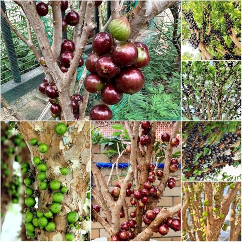semillas de la de jabuticaba inusual jardín fácil cultivo premium arbusto ornamental resistente verdes 100pcs