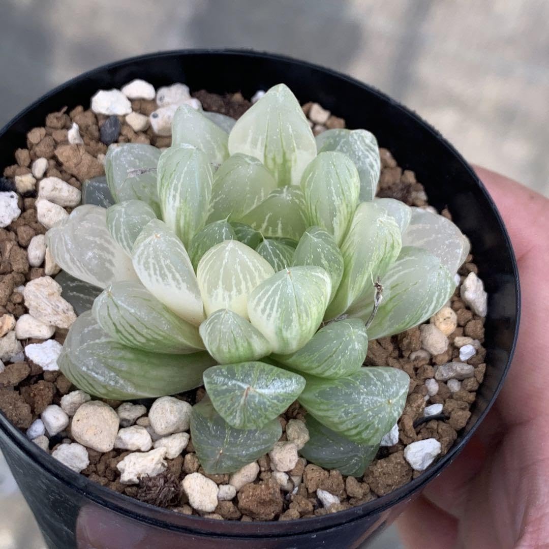 多肉植物 サボテン ハオルチア オブツーサ 大群生！ 31㎝x24㎝角鉢 