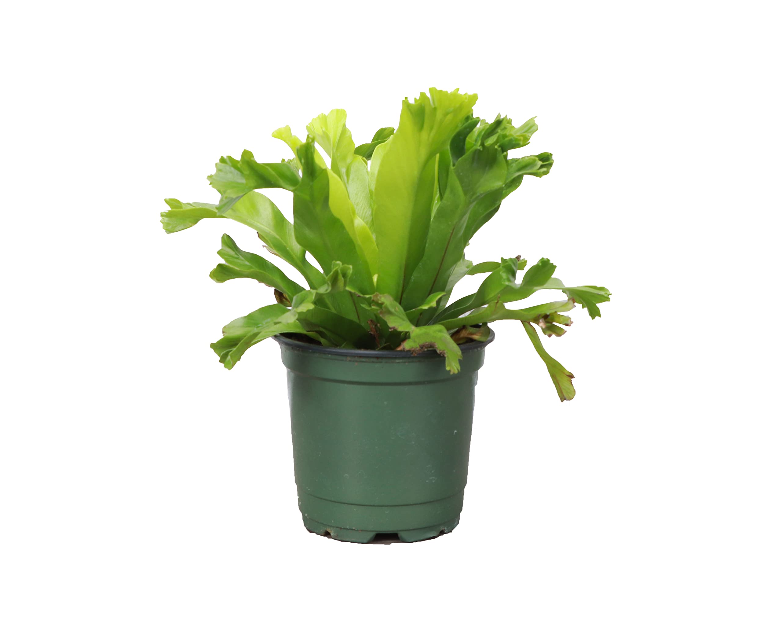 Amazon.com : Thorsen's Greenhouse Leslie Bird's Nest Fern, Live Indoor Plant,  Crested Japanese Bird's Nest Fern, Plastic Nursery Pot, 4" Diameter :  Patio, Lawn & Garden