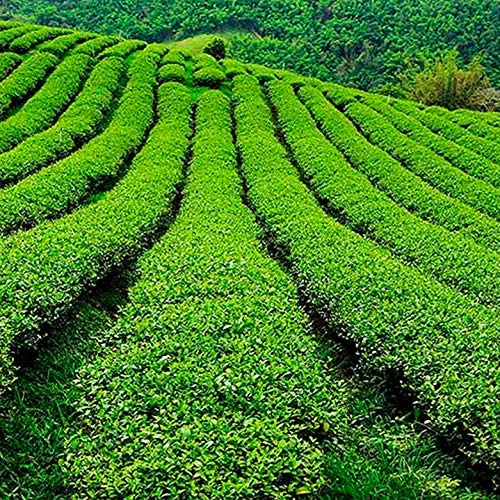 SABOREATE Y CAFE THE FLAVOUR SHOP Té Rojo Pu Erh Yunnan China con Habas de Chocolate - Té en Hebra Hoja Entera a Granel 500 gr