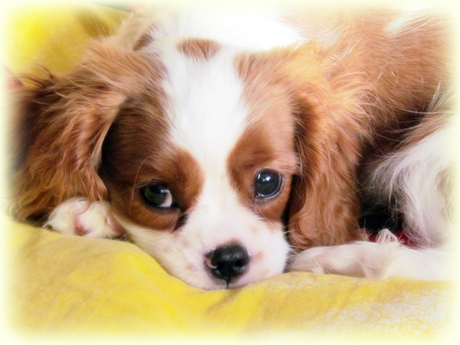 puzzle bambina 1500 pezzi Animali del King Charles Spaniel 87x57cm