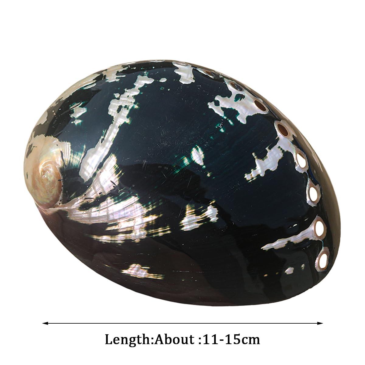 Conchiglia Naturale, Conchiglia di Abalone 11-15 cm Grande Conchiglia Naturale multiforo Decorativa Macchia Conchiglia di Abalone for opere d'Arte Decorazioni for la casa(12cm)