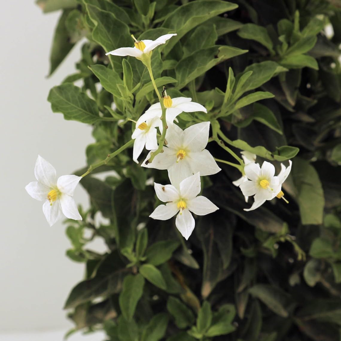 Verdecora Velo de Novia (Solanum jasminoides) en Maceta 2L | Solano |  Trepadora de Flor Blanca Estrellada | Ideal para Pérgolas, Rejas y  Jardineras: ...
