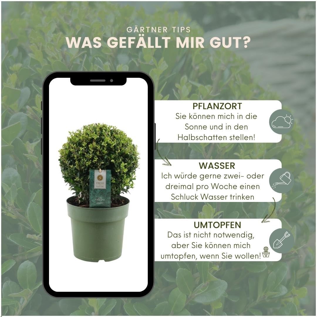 Plants by Frank | Echte Stechpalme Kugel | 2x Ilex Crenata 'Jenny' Kugel |  Set von 2 Stck | 20 cm  durchmesser | Buchsbaum Ersatz | Ilex |  Gartenpflanzen | Buchsbaum | Pflanzen : Amazon.de: Garten