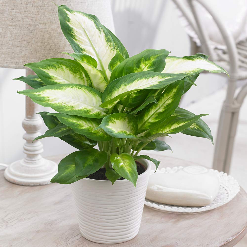 Ideal Tropical Houseplant Dieffenbachia Indoor Dumb Cane Supplied in 12cm Pot