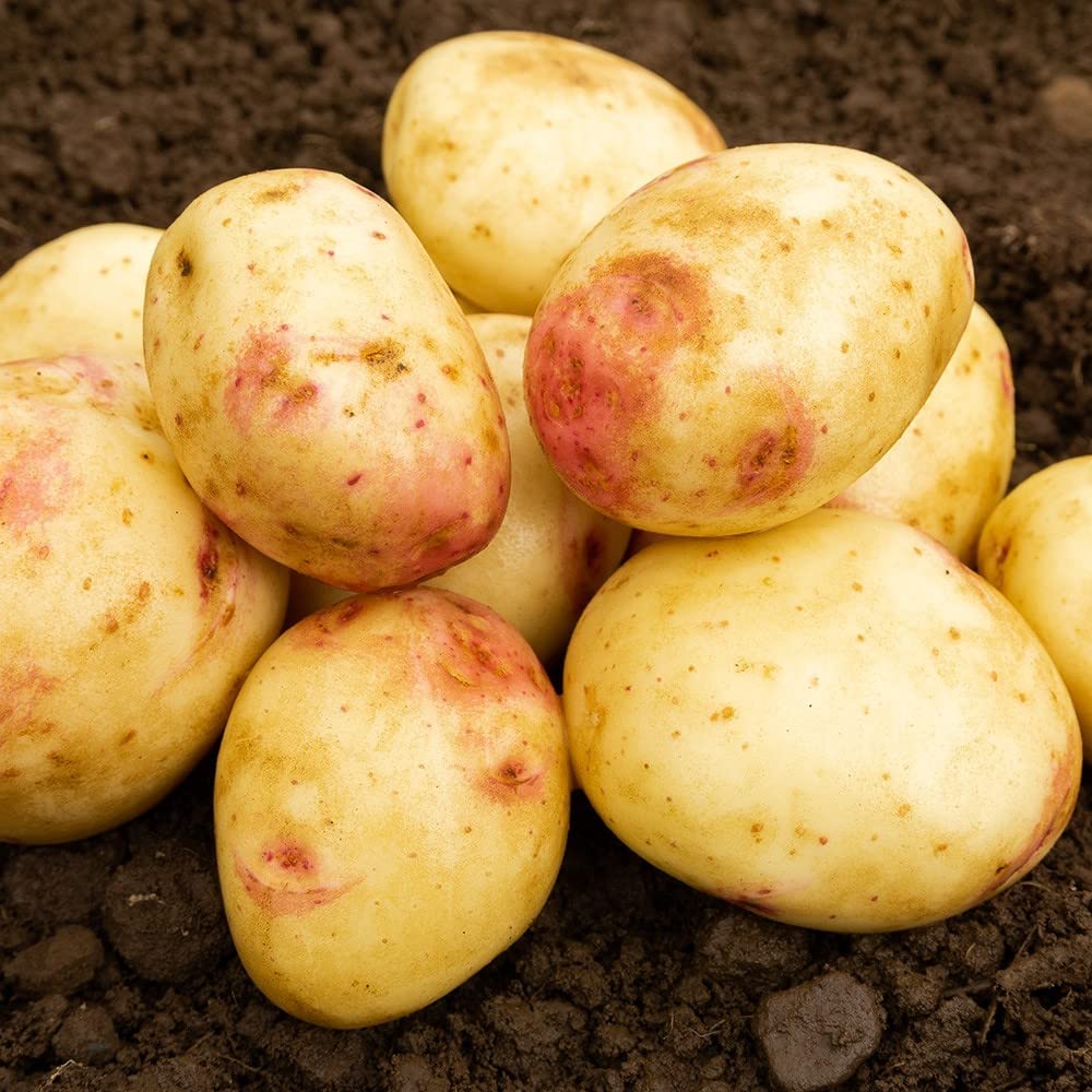 Seed Potato Organic CARA Main Crop Potatoes Grow Your Own Vegetables x 20 Tubers