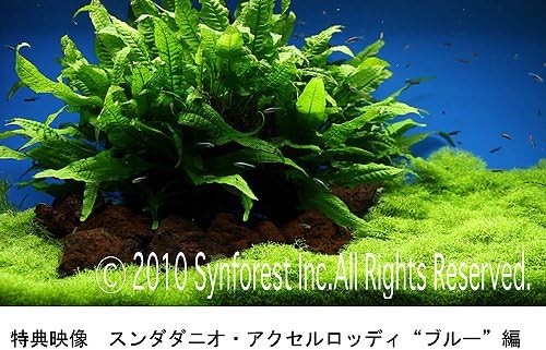 Amazon Co Jp シンフォレストdvd 熱帯魚映像図鑑 バーチャル アクアリウム 映像と音で愉しむ美しき熱帯魚の世界 Dvd ブルーレイ Bgv Amazon Co Jp シンフォレストdvd 熱帯魚映像図鑑 バーチャル アクアリウム 映像と音で愉しむ美しき熱帯魚の世界 Dvd ブルーレイ Bgv