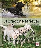  Labrador Retriever (Hunderassen)