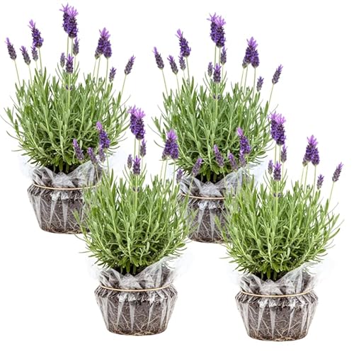 Pack 4 Phenomenal Lavender Plants Live, 4–8" Tall, Fragrant Lavender