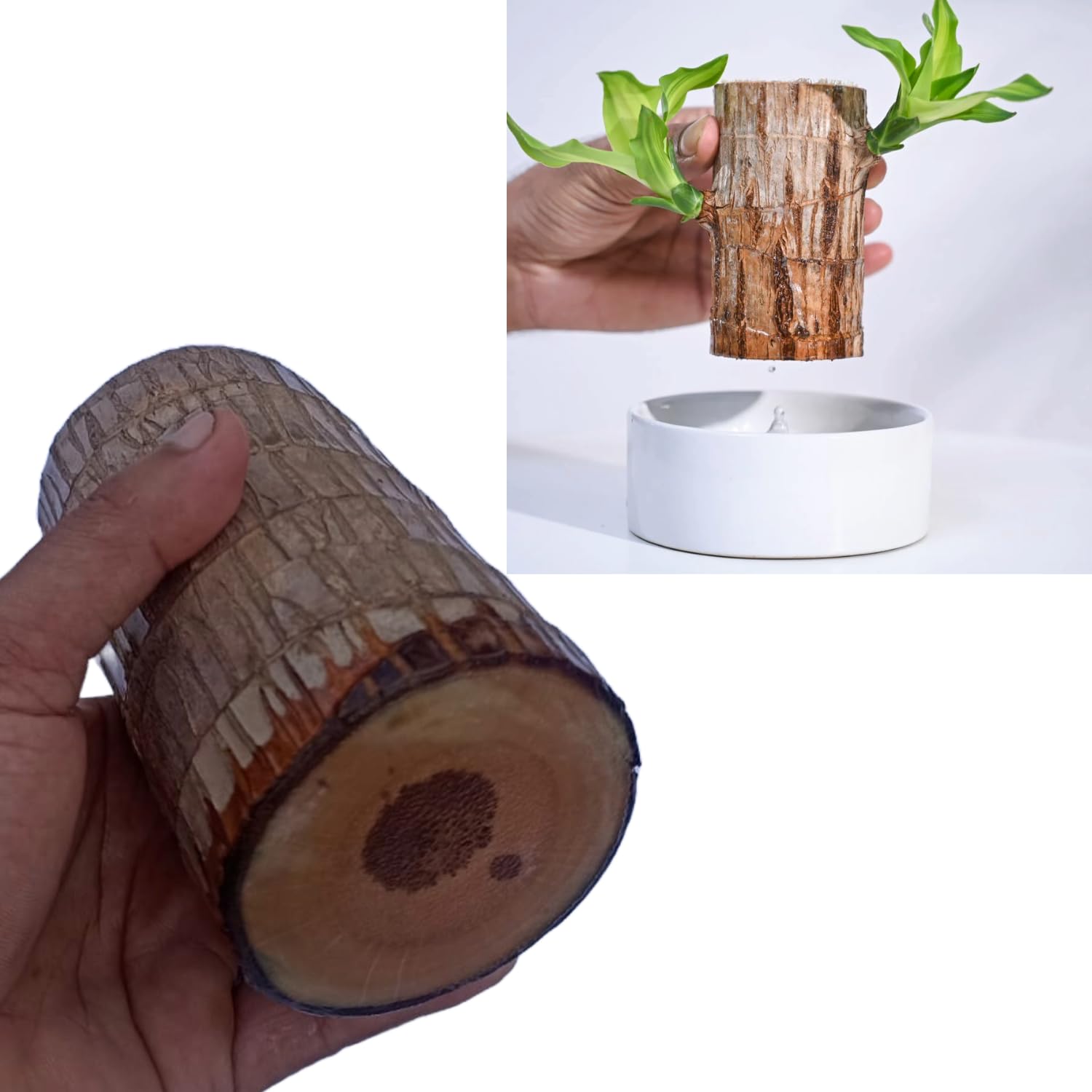 Natural Agrocare Premimum Quality Original Brazalian Lucky Wood Plant Live Stick Without Pot (Pack of 1) (B0CNZSHWS6) Amazon Price History, Amazon Price Tracker