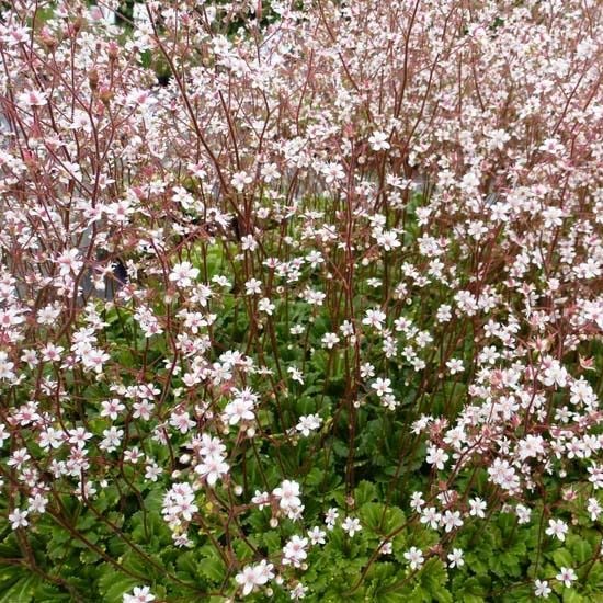 6x Saxifraga urbium 'Variegata' - Despair of the painter 'Variegata' -  Bucket 9x9 cm : Amazon.com.be: Garden