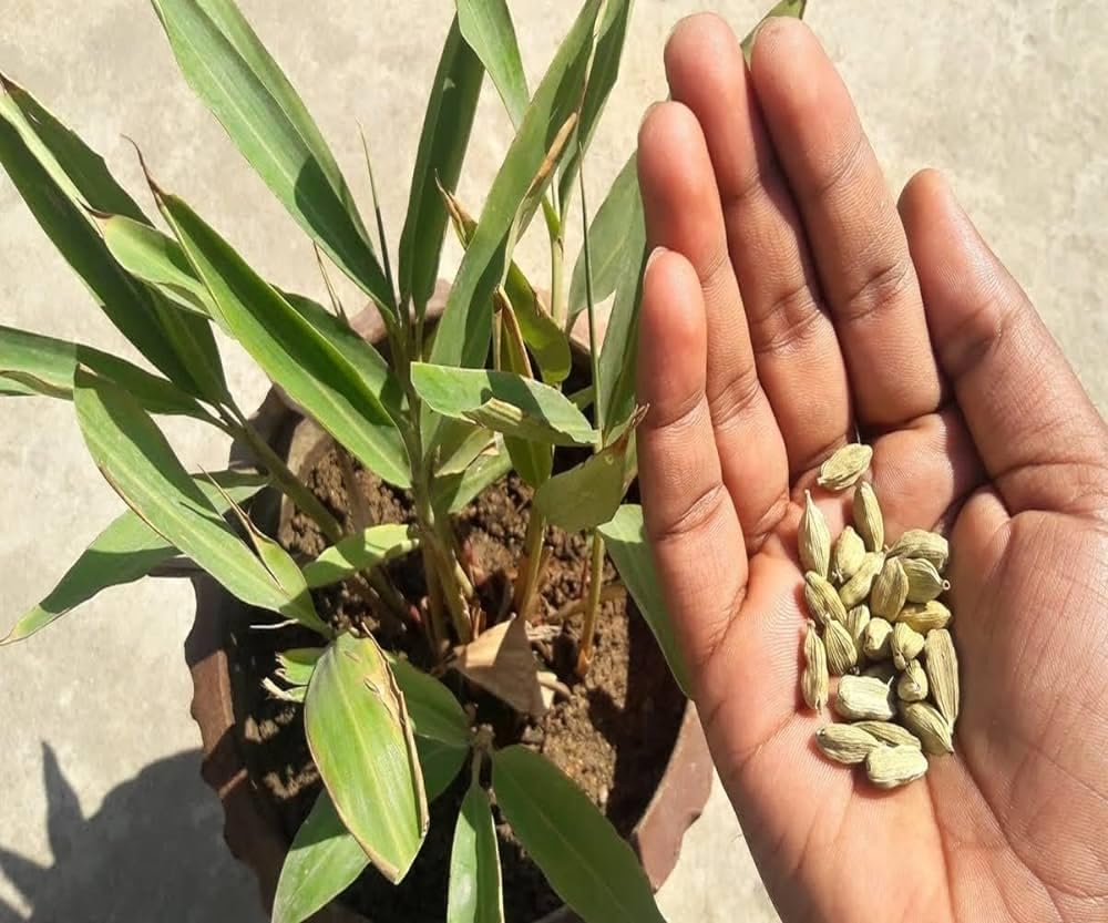 See full amazon price history chart for Choti Elaichi Plant live Elash tree(1 live plant) Choti Elaichi Plant live Elash tree(1 live plant) (B0D781DJBH) Amazon Price History, Amazon Price Tracker