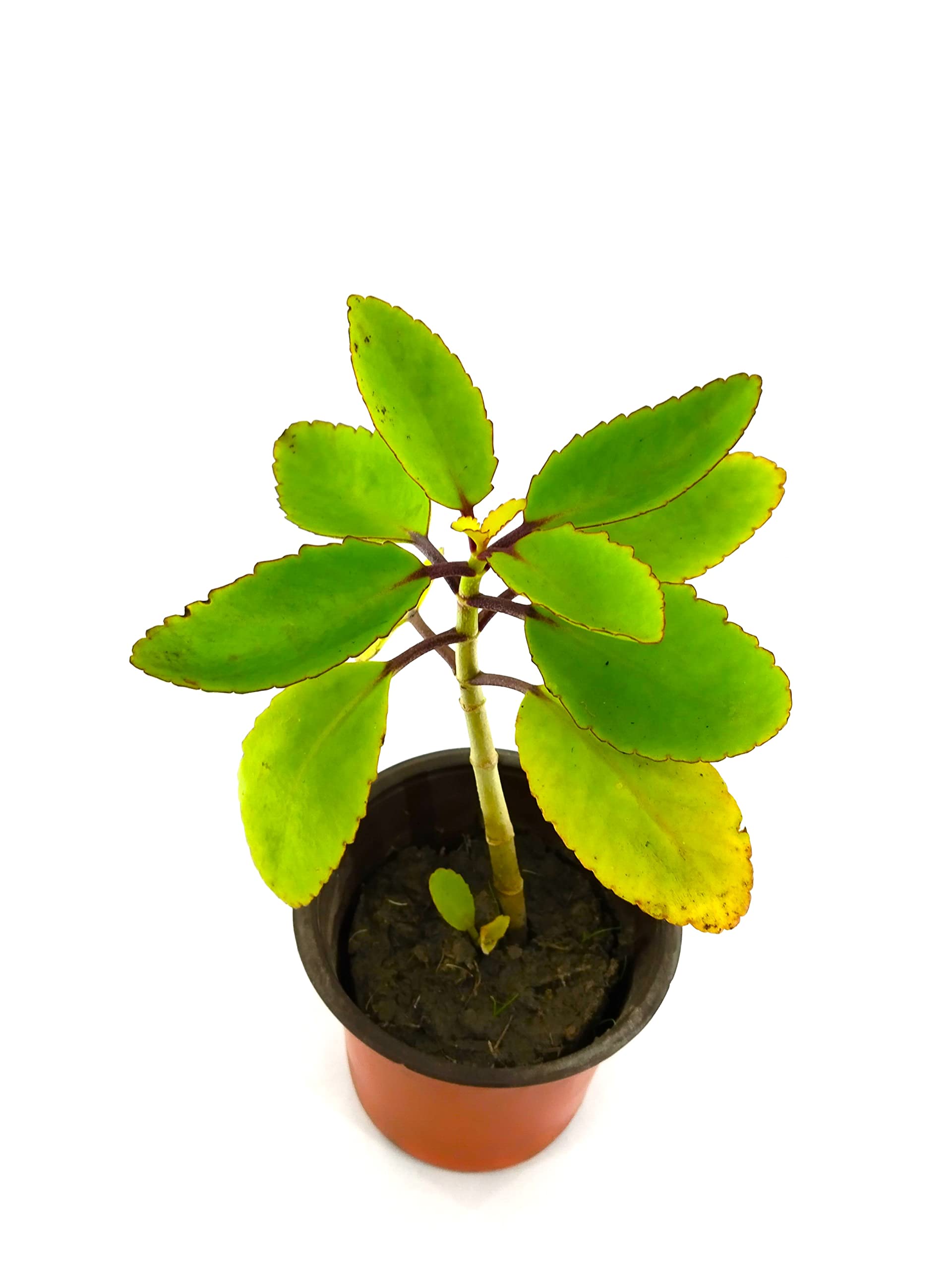 Buy Seedtrees Patharchatta , patharkuchi , Bryophyllum Pinnatum, Kidney ...