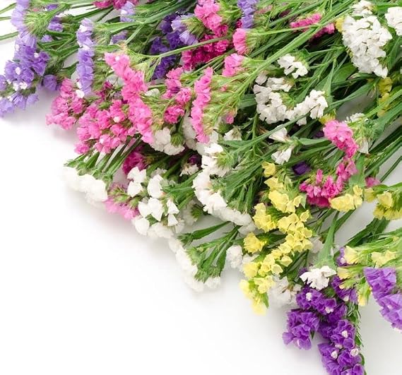 Lemonium Flower Seed (Immortal Flower) Mixed Color - 15 Seeds