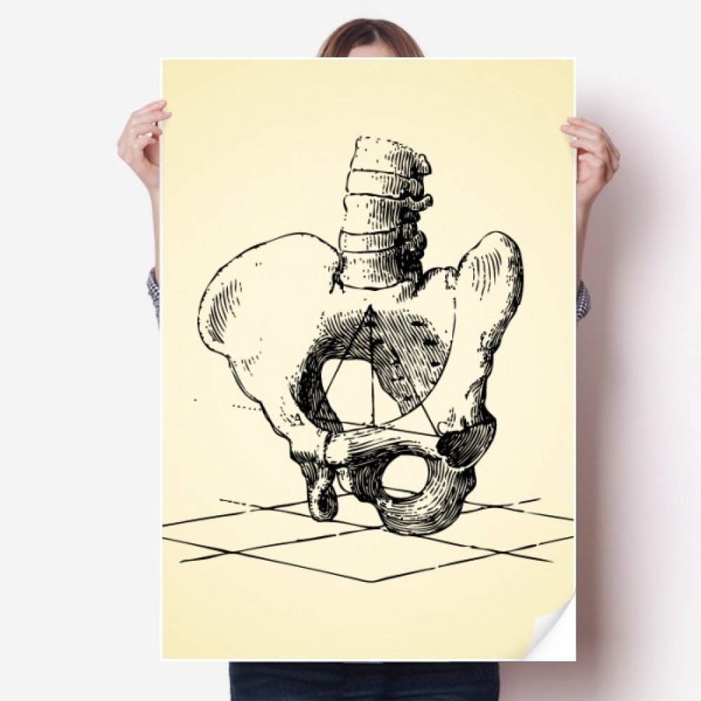 Sticker squelette colonne vertébrale humaine pour comprendre et décorer l'anatomie 80x55