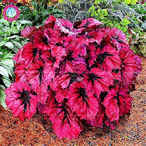Kalash nouvelle 100pcs tree Begonia graines pour arborescences Maroon Violet
