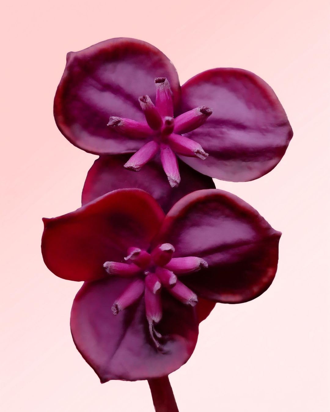 Akebia Quinata | Plantas Naturales Exterior | Pur Plant