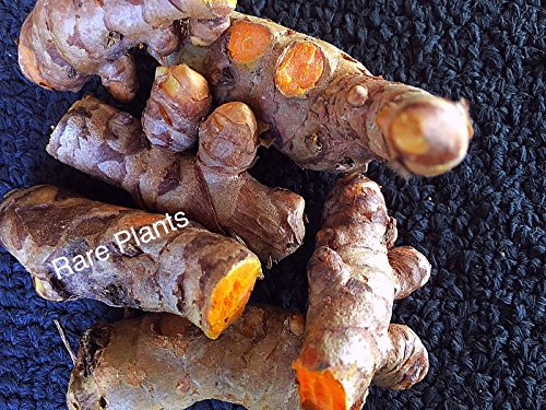 HATCHMATIC graines Icicle 3 g ukrainiens Graines Ukraine ????? ??????? ????????