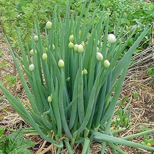 PREMIER SEEDS DIRECT - Welsh Onion (Allium FISTULOSUM) - 1200 See...