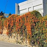 Orange Pyrostegia Venusta Pflanzensamen, sträucher garten bio gartenpflanzen blumenwiese blumensamen gastgeschenk für sonnige plätze 80pcs