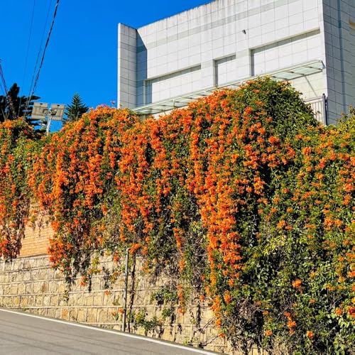 Orange Pyrostegia Venusta Pflanzensamen, sträucher garten bio gartenpflanzen blumenwiese blumensamen gastgeschenk für sonnige plätze 80pcs