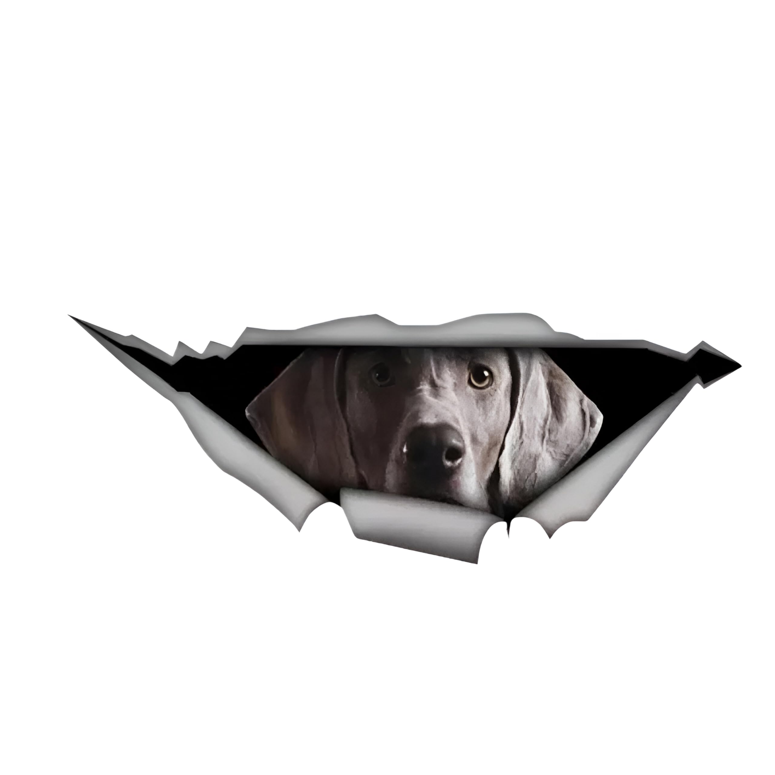 Autoaufkleber Weimaraner Aufkleber 15cm(5.9 Inch) Weimaraner Personalisieren Reflektierende Aufkleber 3D Zerrissen Autoaufkleber Haustier Hund Lustig Aufkleber Weimaraner Wasserdichte Dekor Sticker