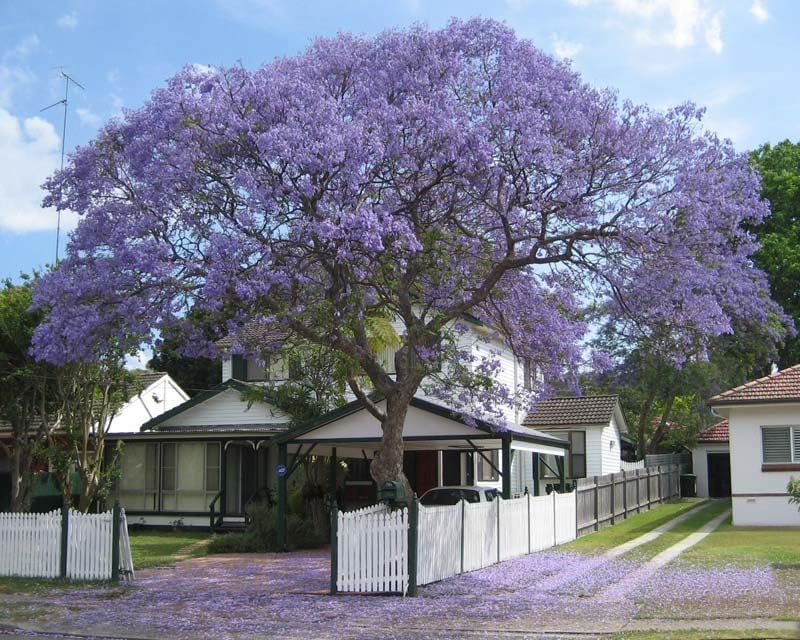 EARTHSCAPE Blue Jacaranda Tree Seeds (Jacaranda mimosifolia) – F1 Quality Ornamental Flowering Tree Seeds | Pack of 50 with Free Growing Media