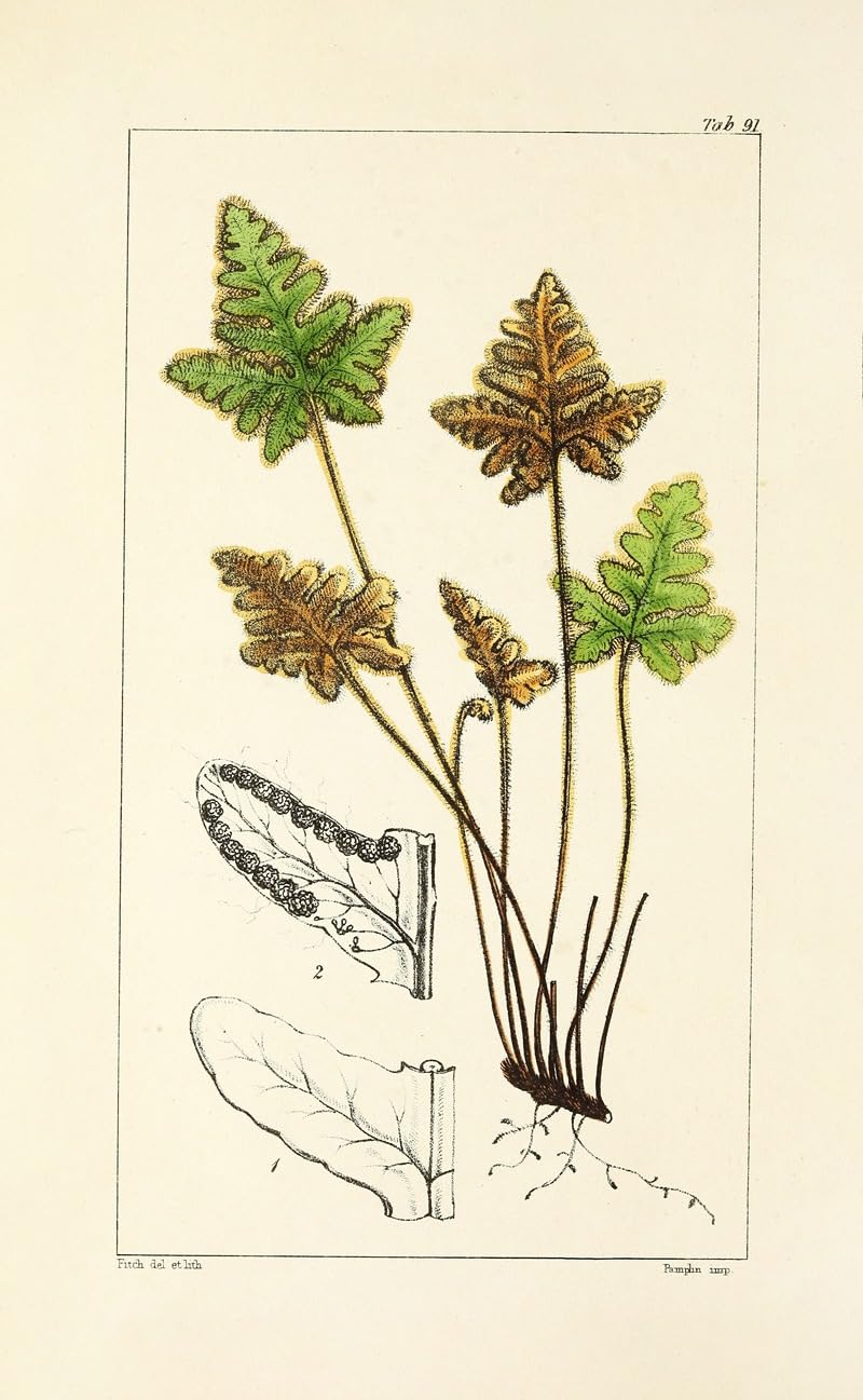 Wiek paproci Pl.87 (1854) plakat wydruk autorstwa Williama Jacksona Hookera (24 x 36)