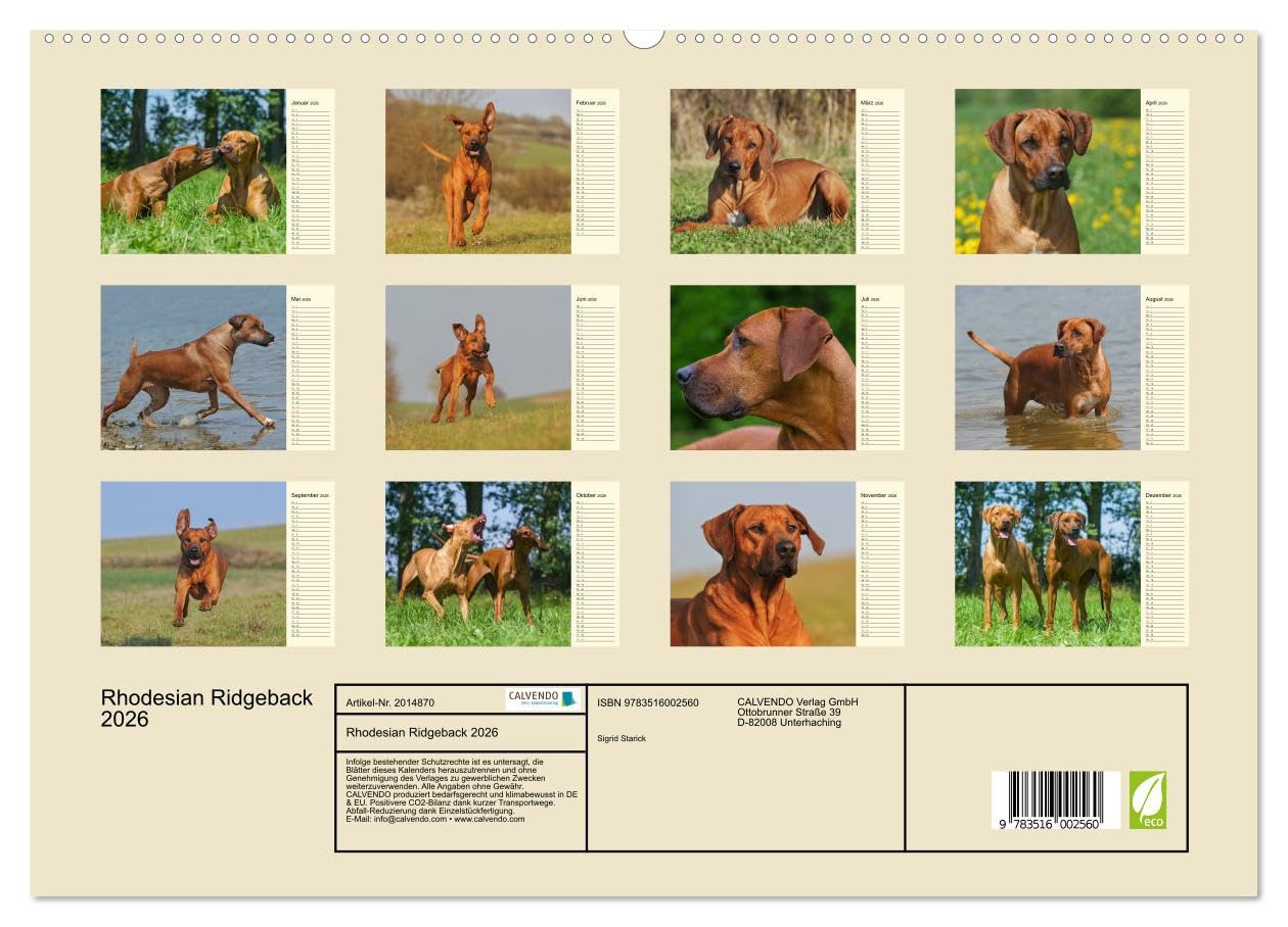 Rhodesian Ridgeback 2026 (hochwertiger Premium Wandkalender 2026 DIN A2 quer), Kunstdruck in Hochglanz: Eine der beliebtesten Hunderassen, der ... auf 13 faszinierenden Fotos (CALVENDO Tiere)