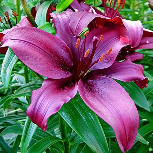 5 Dimension Asiatic Lily Bulbs--End of Season Bulb clearance!!!