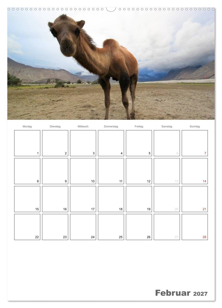 CALVENDO - Kamel Porträt (hochwertiger Premium Wandkalender 2027 DIN A2 hoch), Kunstdruck in Hochglanz: Der etwas andere Tierkalender jetzt als Familienplaner