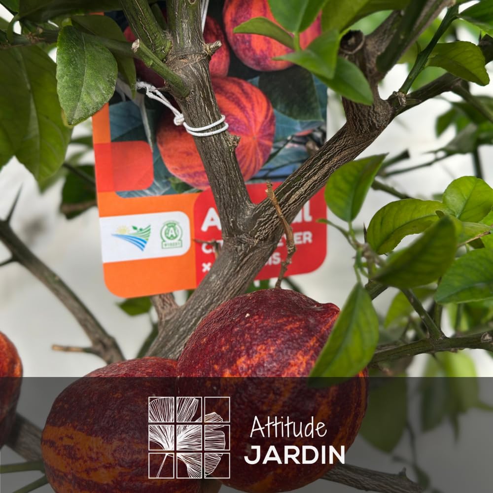 Attitude Jardin - Oranger Arcobal - citrus meyer sinensis - agrume méditerranéen - arbre fruitier - 110-120 cm - ⌀ 22 cm