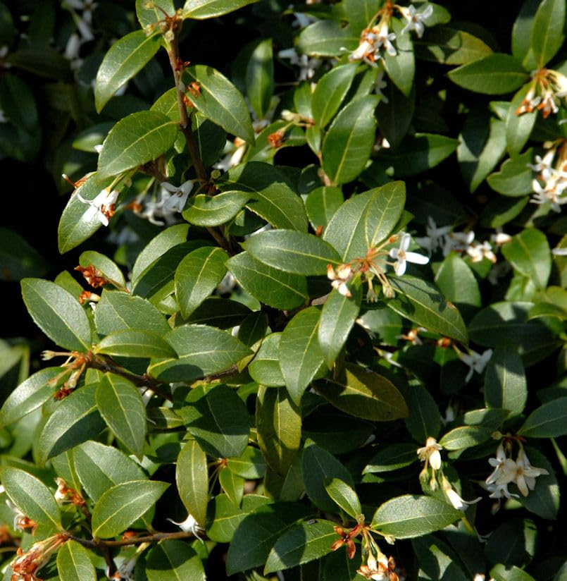 Süße Duftblüte 60-80cm - Osmanthus fragans - lebende Gartenpflanze aus den Baumschulen