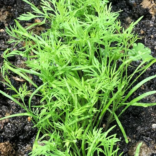 Seed Needs Dill Seeds for Planting Bouquet Herbs - Non-GMO Heirloom & Untreated Herb Seed to Plant a Home Grown Indoor/Outdoor Garden (1 Pack) - Image 2