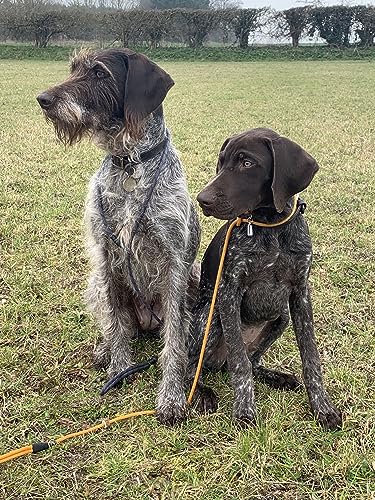 Cesar Millan Leine - Trainingsleine für Hunde - 2in1 Halsband Hund und Leine - Retrieverleine mit integrierter Halsung, Wetterfestes und Robustes Tau - Länge 120cm Durchmesser 1,2cm Farbe Grau