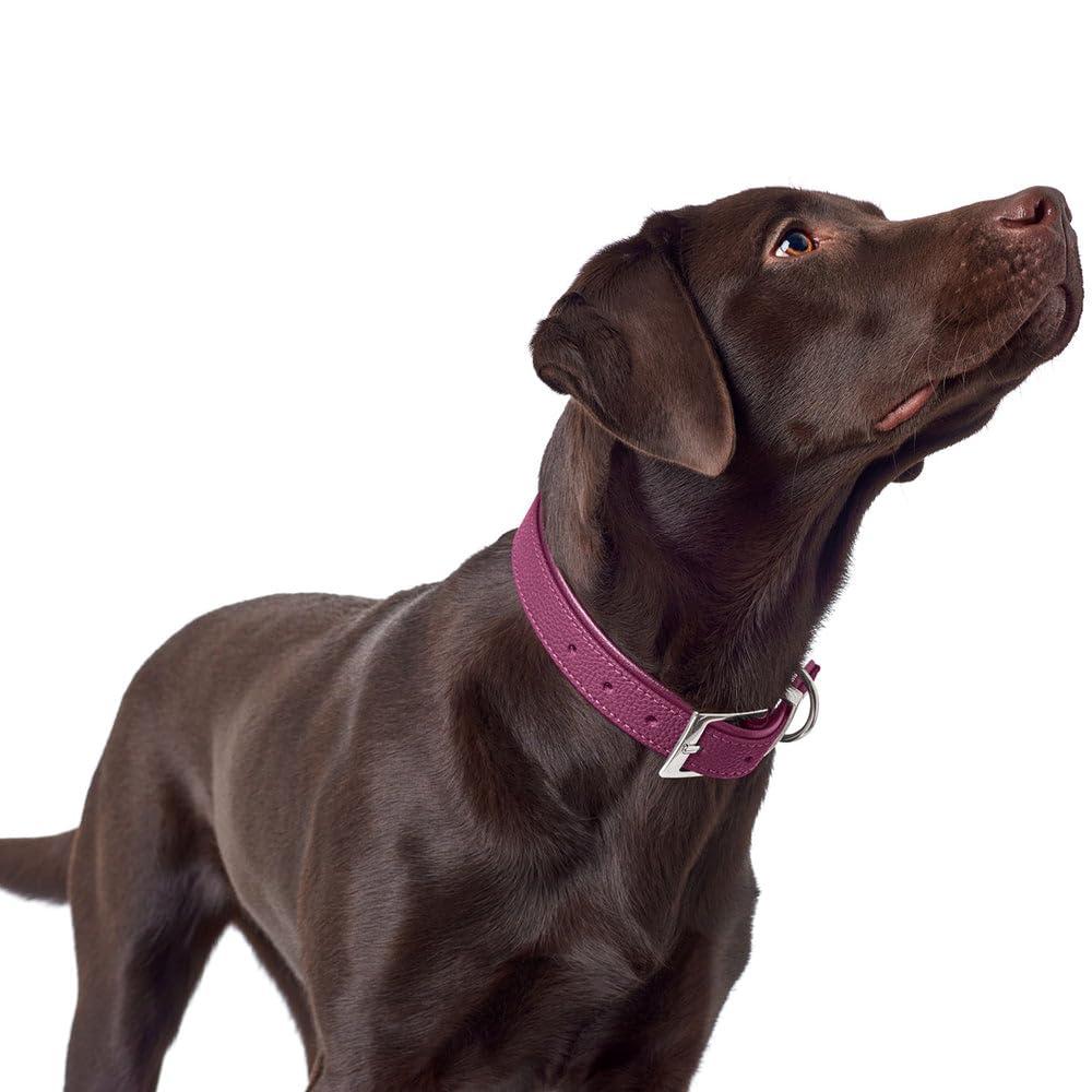 HUNTER Hundehalsband Sofia, Farbe: braun, Kunstleder in Rindnappa-Optik, pflegeleicht, Brilliant gefärbt, weich gepolstert, reißfest, Made in Germany, Größe 60
