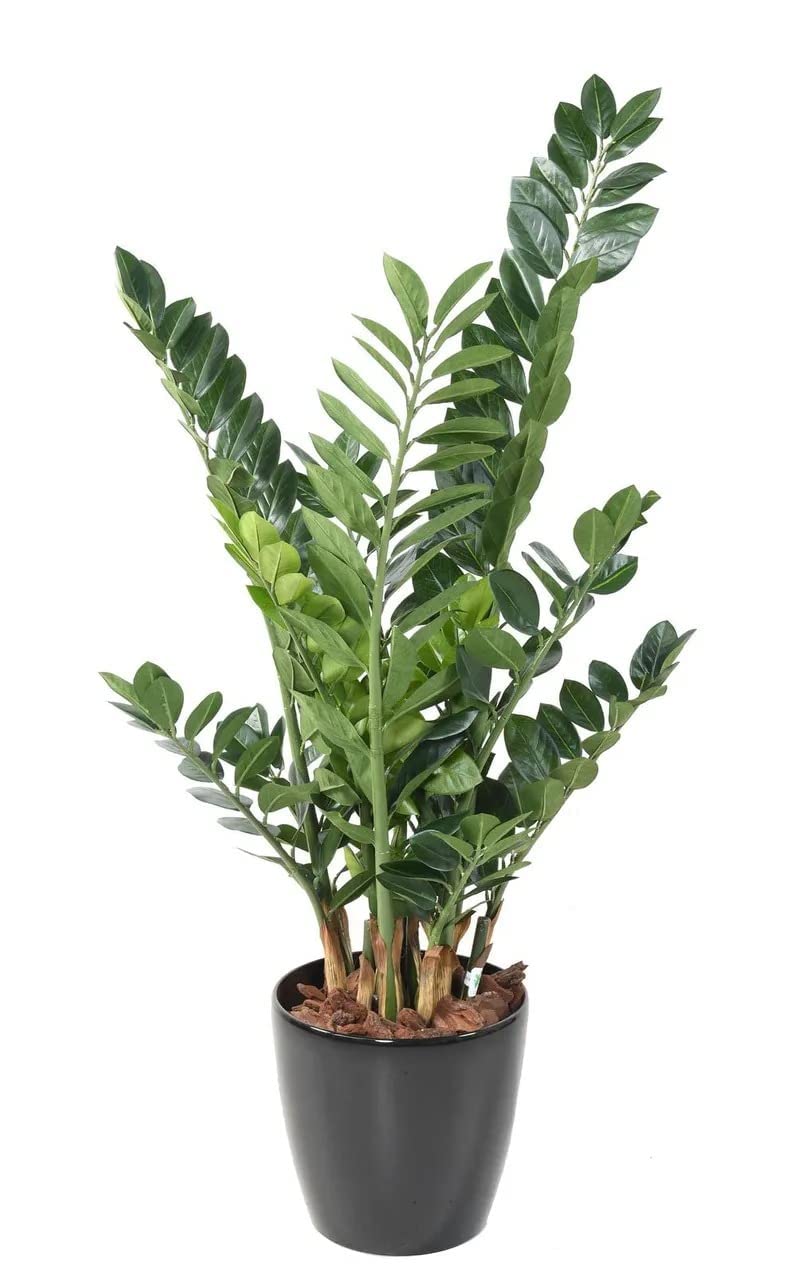 FOX & FERN RARE Live Zamia Zamioculas Zamiifolia Exotic Succulent | Multi-stem | Includes Nursery Growers Bag/Pot Indoor Plant for Home/Office Decor | Air Purifier Plant (Pack of 1) (B0BNDBLRBR) Amazon Price History, Amazon Price Tracker