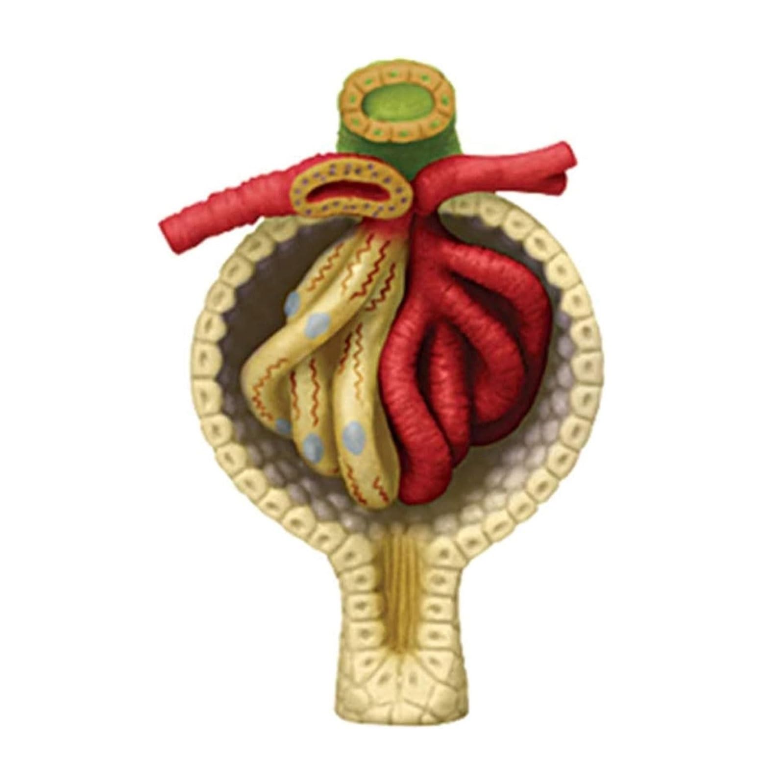 Modelo de anatomía de riñón Humano, Modelo anatómico de tamaño Natural, órganos y Partes del Cuerpo Desmontables, Modelo de enseñanza médica for educación médica.