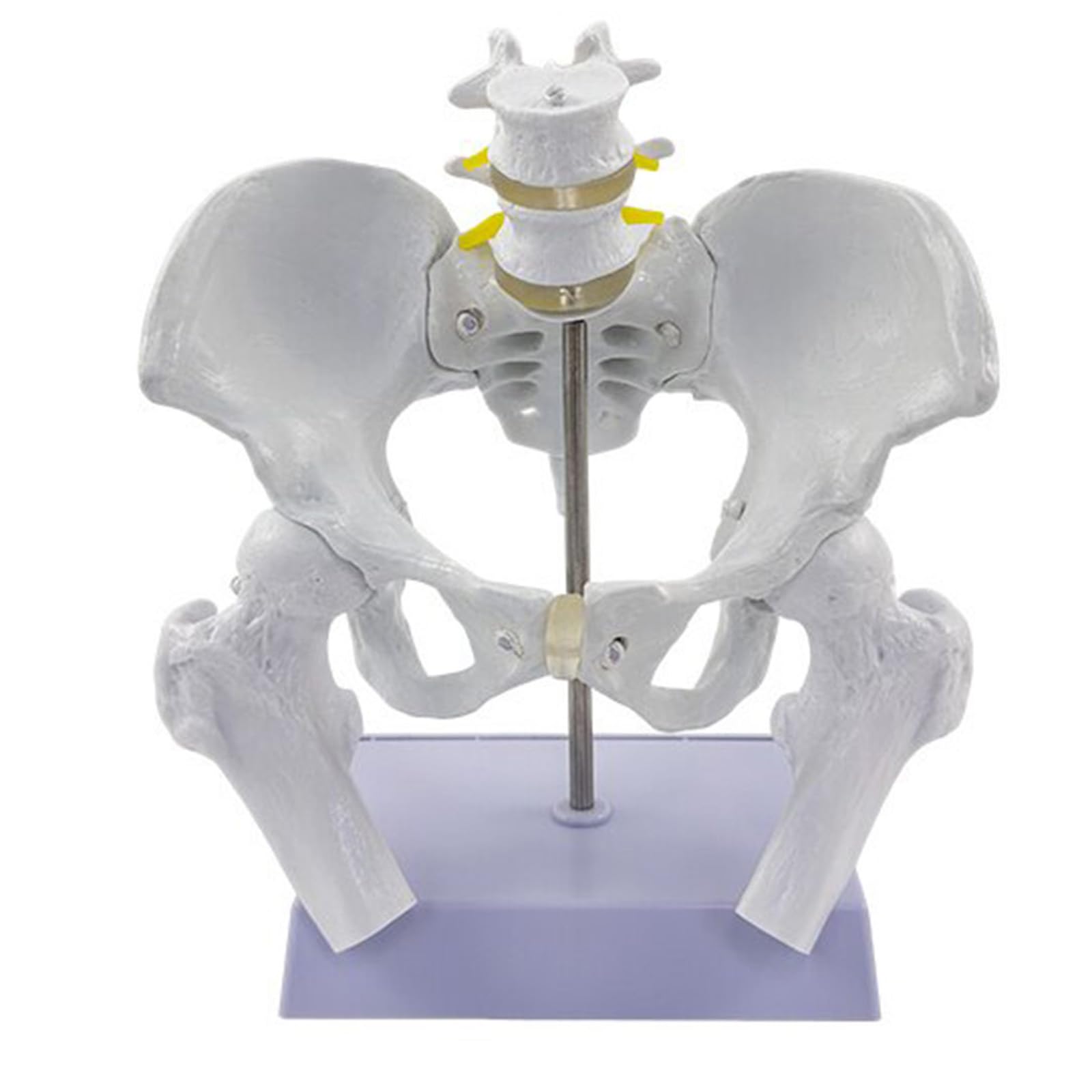 YRQMGSF Movable Female Pelvis Model Female Childbirth Model Midwifery Training Model for Obstetrics and Gynecology Pregnancy Demonstration Tool,C