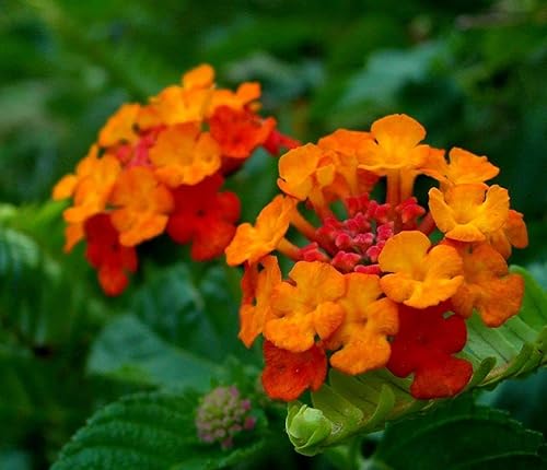 Miniatura 3 de 99roadsgarden Lantana Mix 100+ semillas de flores fáciles de cultivar para interiores y exteriores