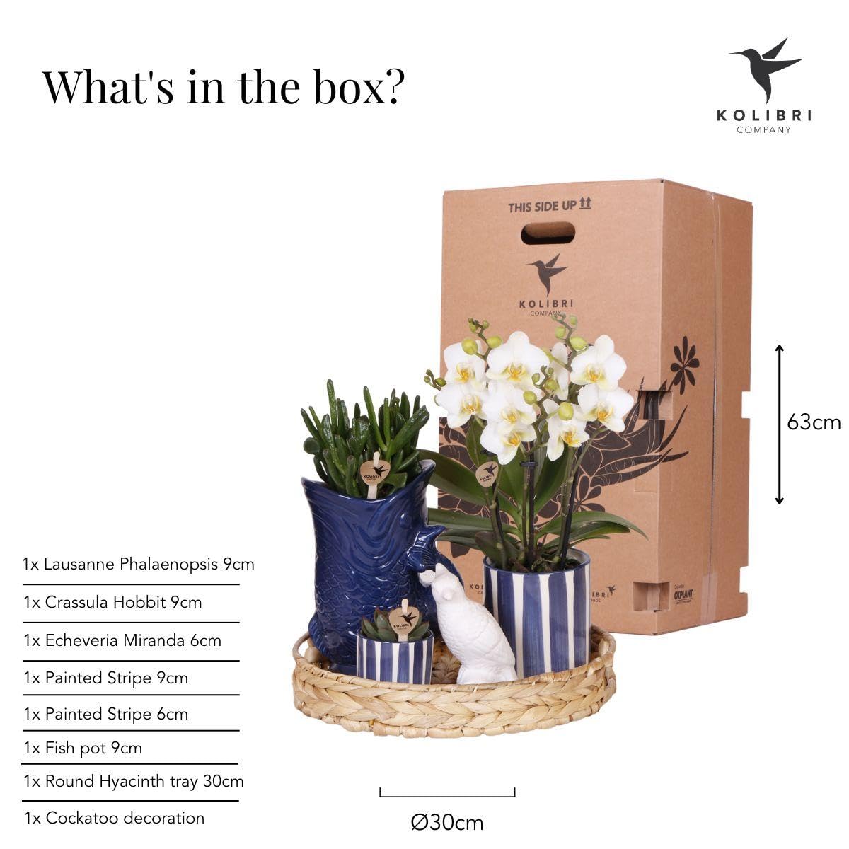 Set di piante mediterranee Sunset – Bianco Phalaenopsis Orchidea Losanna e Piante Grasse incl. vasi in ceramica