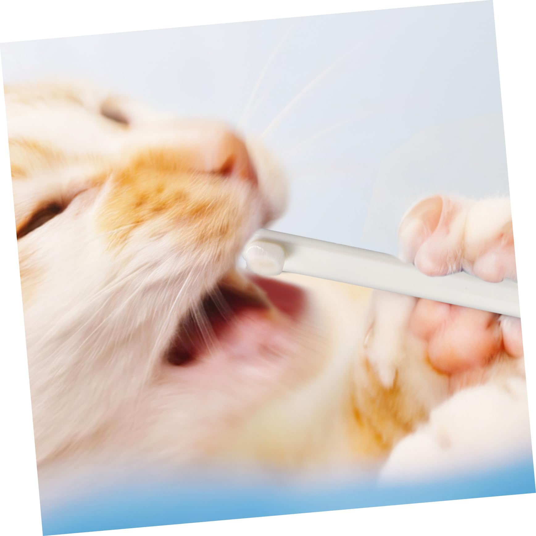 Sosoport 15pièces Kit De Brosses à Dents pour Chiens Et avec Poils Souples Brossettes -tête pour Soins Dentaires Animaux De Compagnie